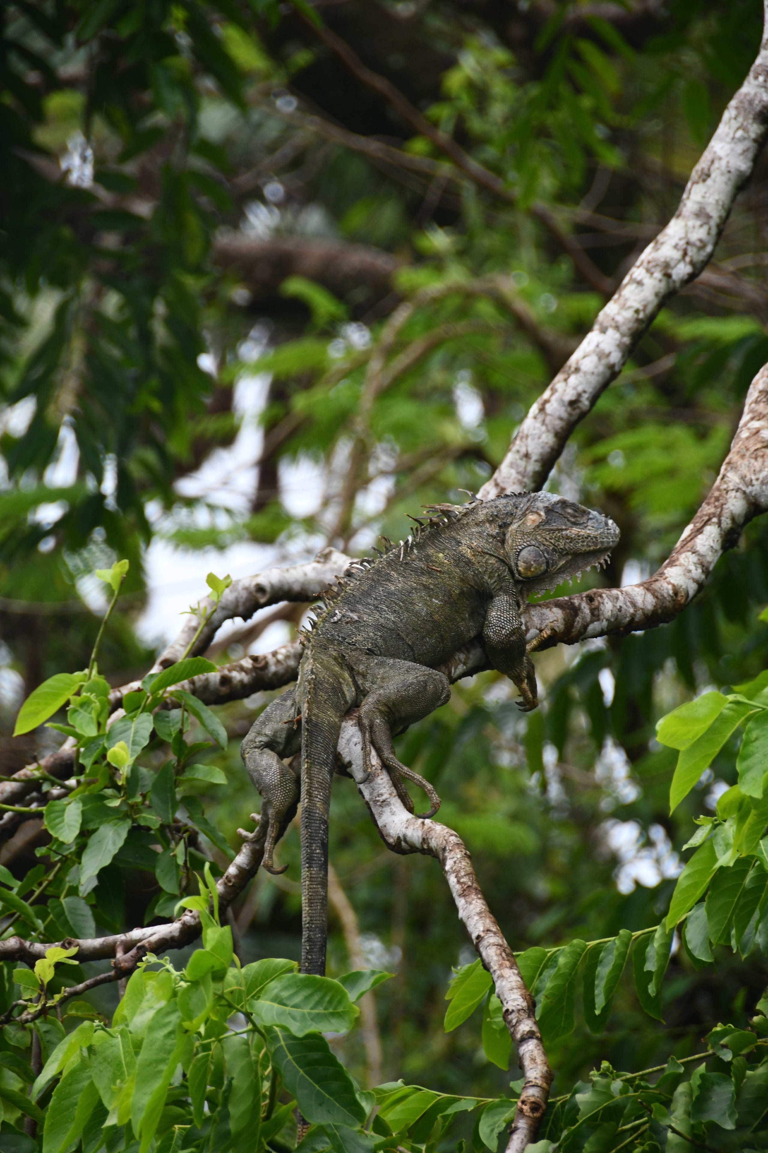Shore excursion: crocodiles, Carara and butterfly garden — photo 17