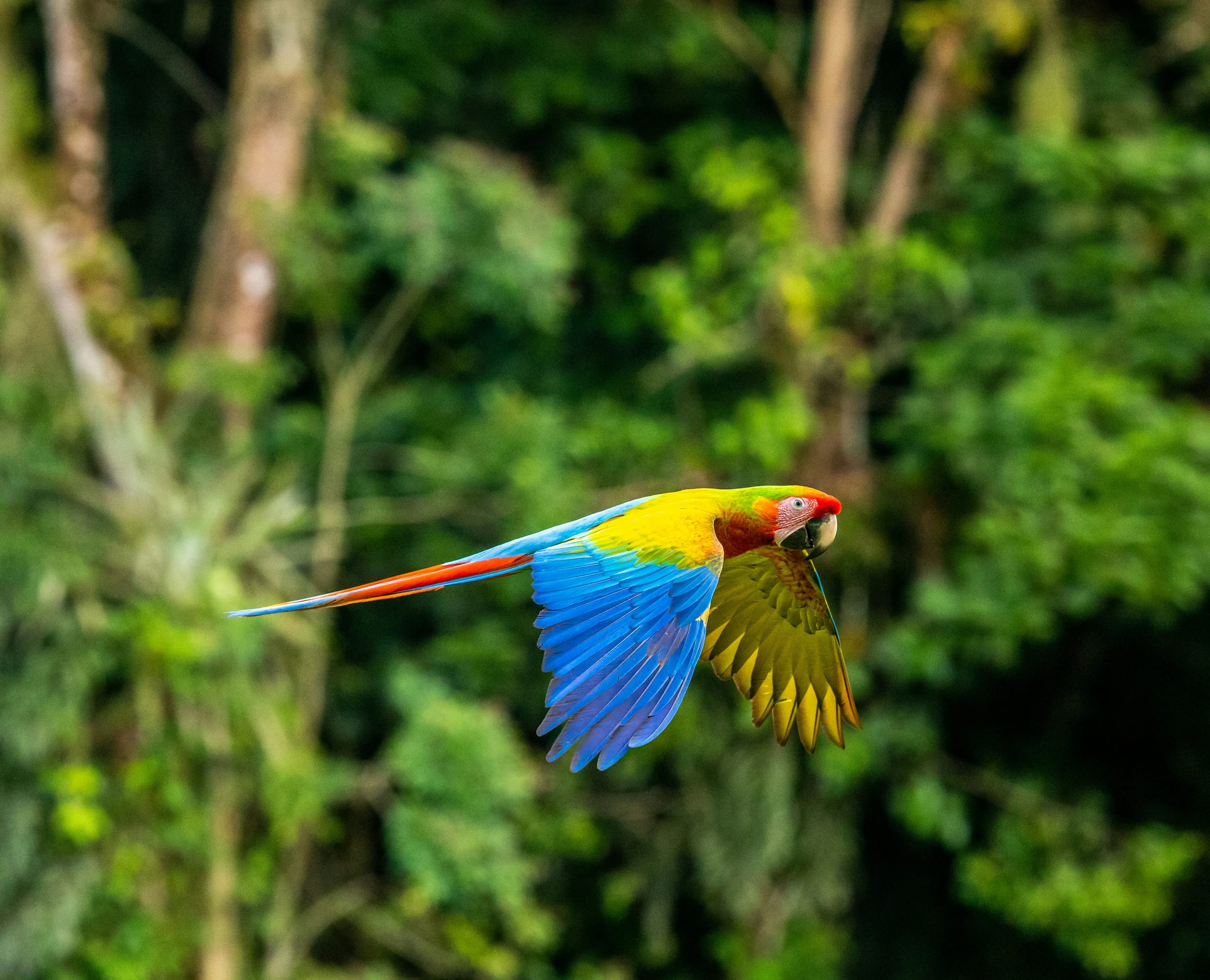 Ave tropical en el bosque del Pacífico Central de Costa Rica