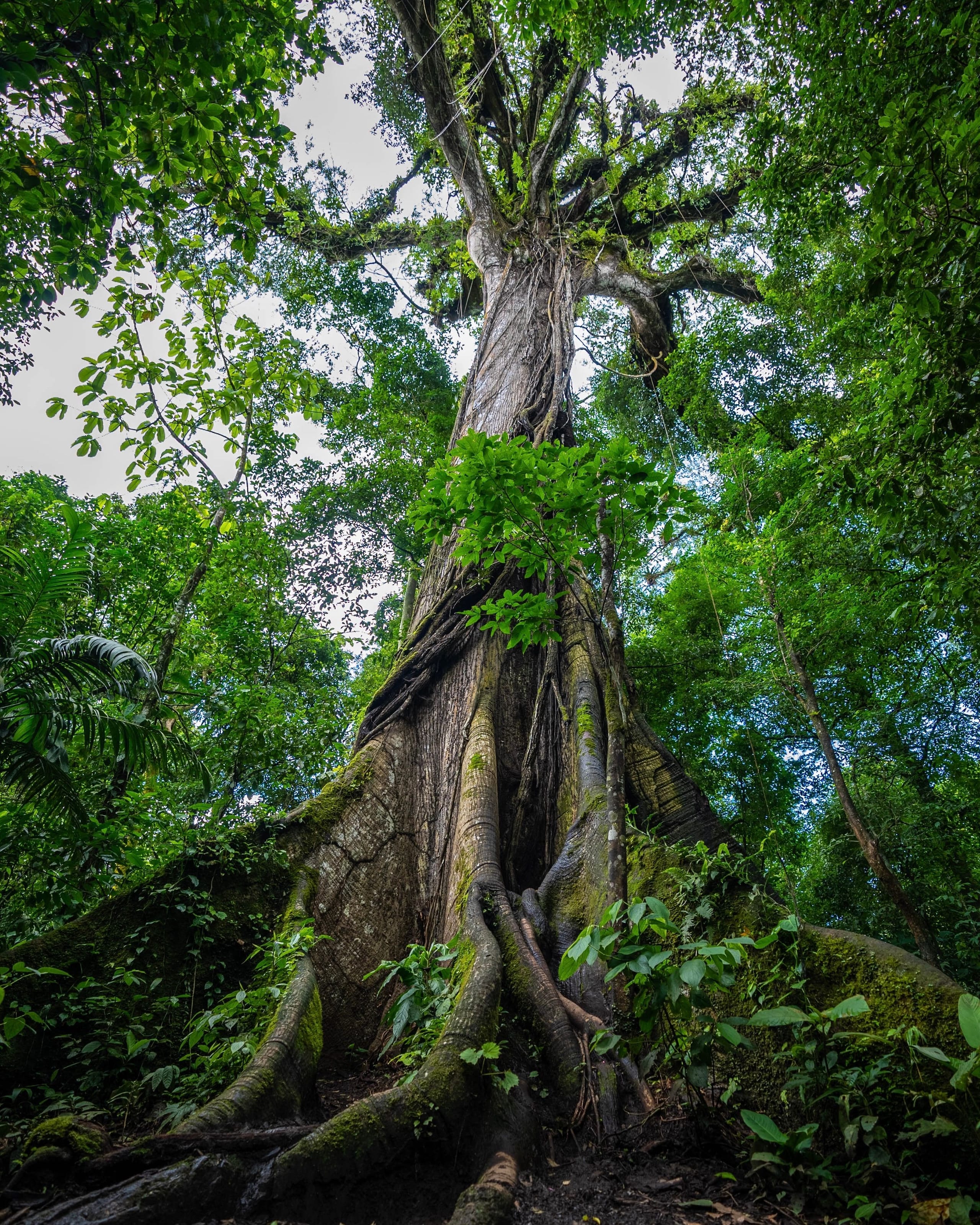 Tree in the transitional forest of Carara National Park