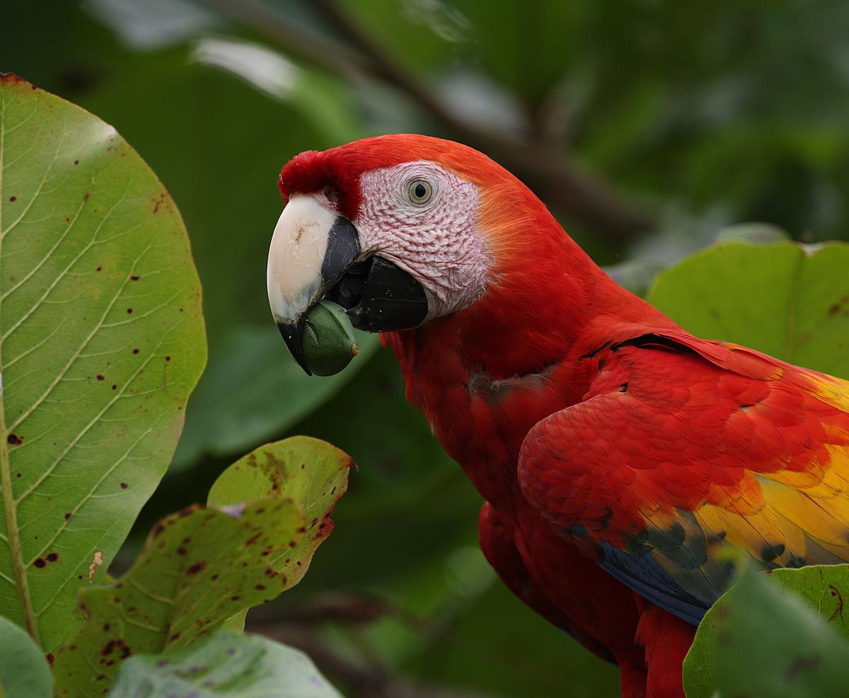 Lapa roja (Ara macao) posada en un árbol del Parque Nacional Carara