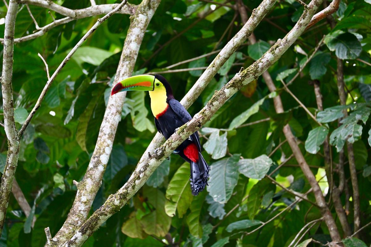 Tucán de pico irisado en el dosel del Parque Nacional Carara