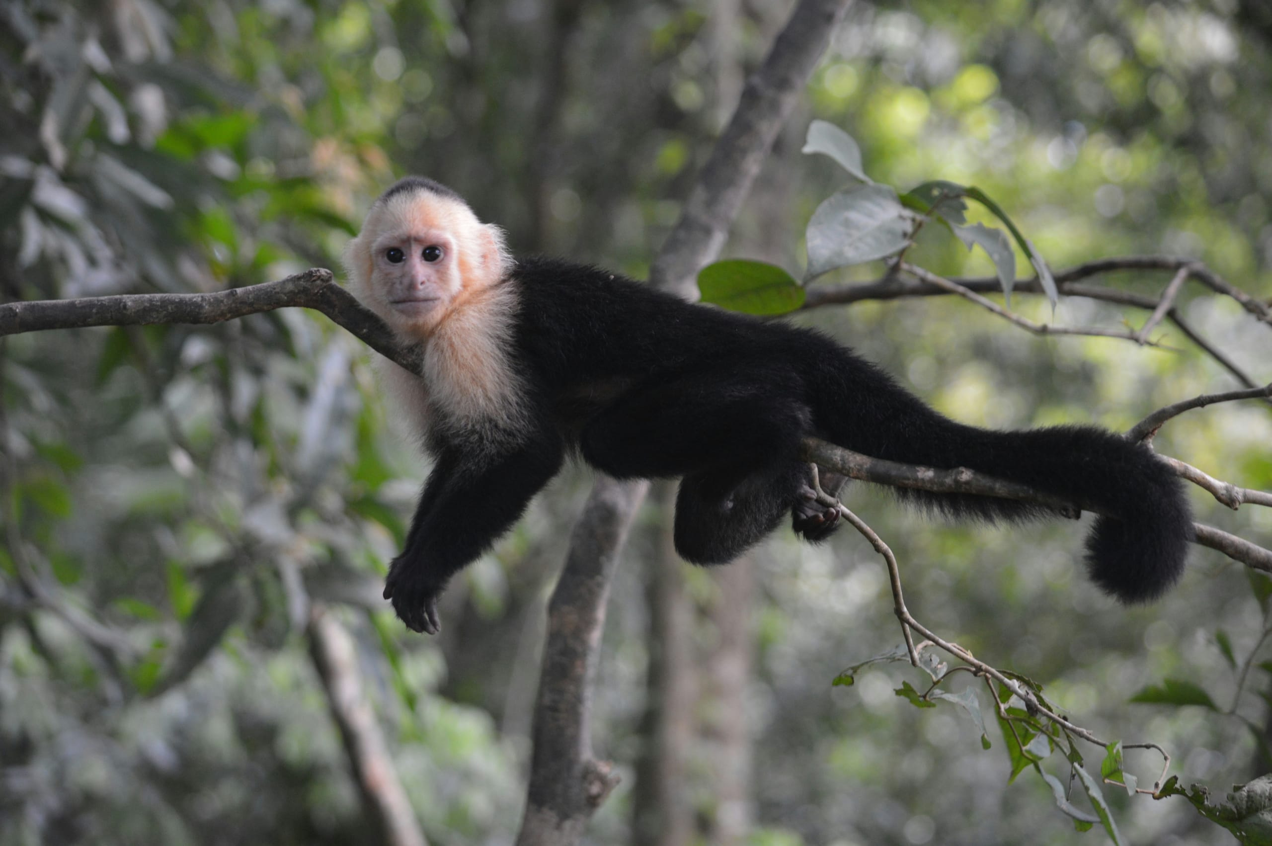 Mono en el bosque costero del Parque Nacional Manuel Antonio