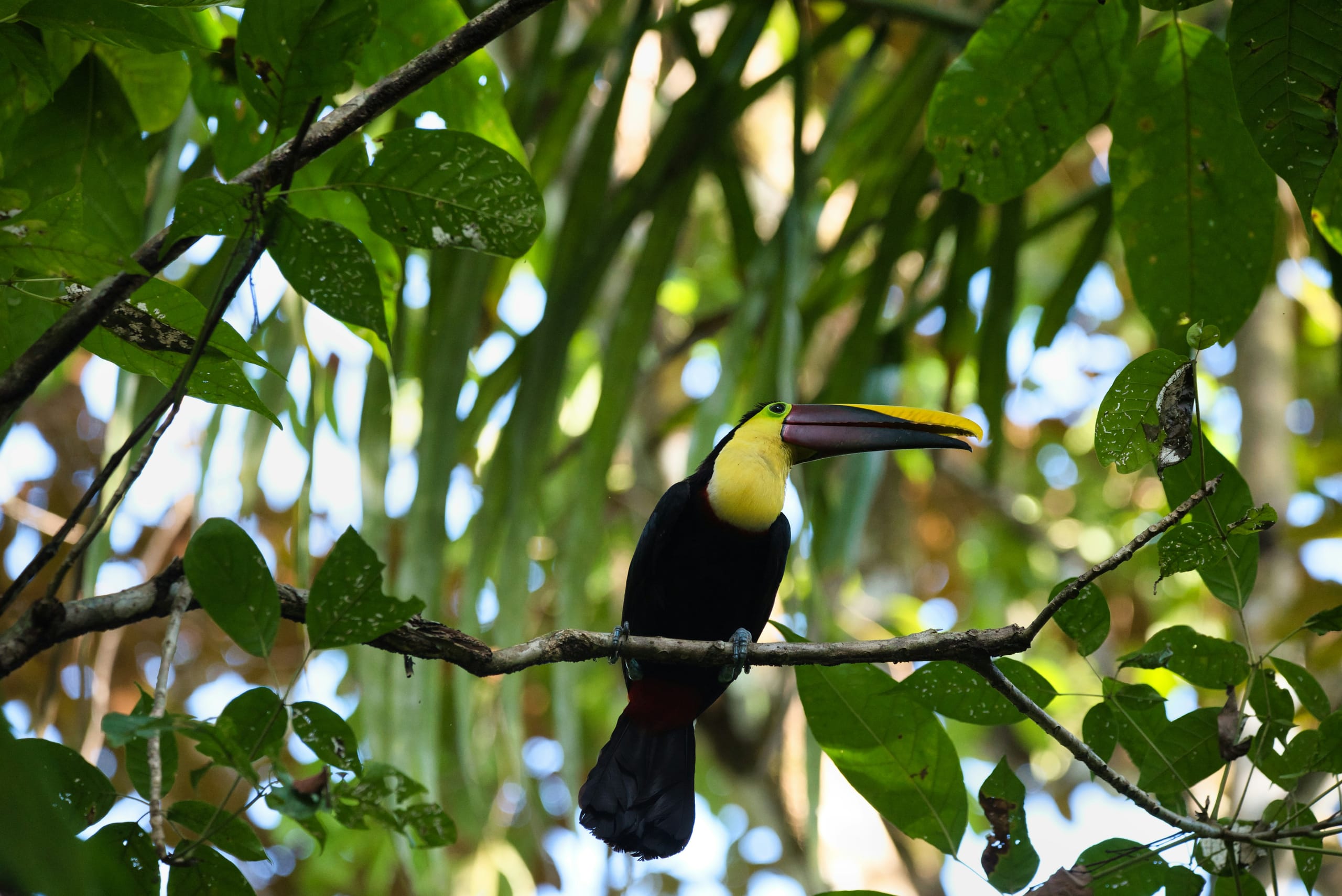 Tucán en el Parque Nacional Manuel Antonio, Pacífico Central
