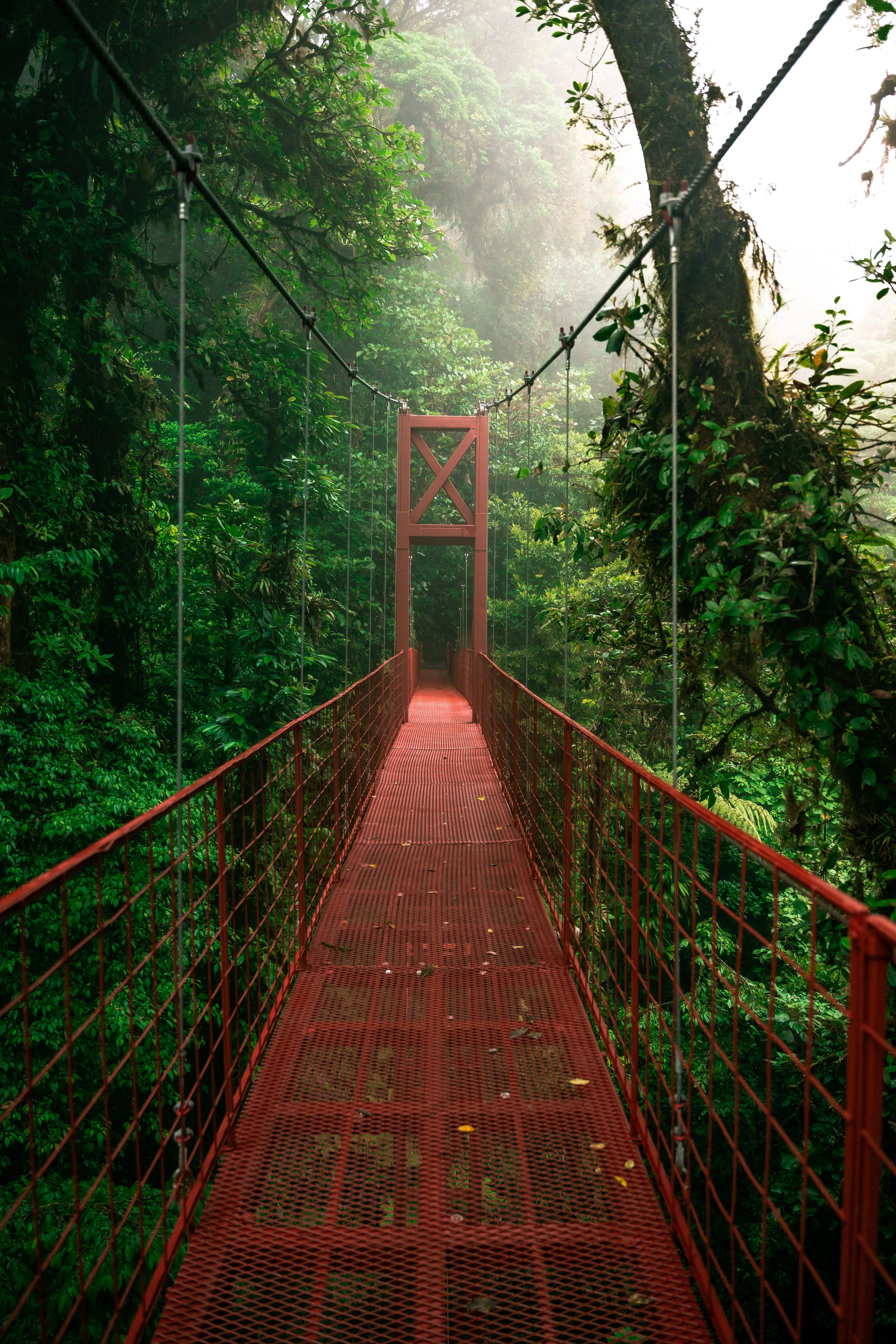 Puente colgante del Sky Walk sobre el bosque del Pacífico Central