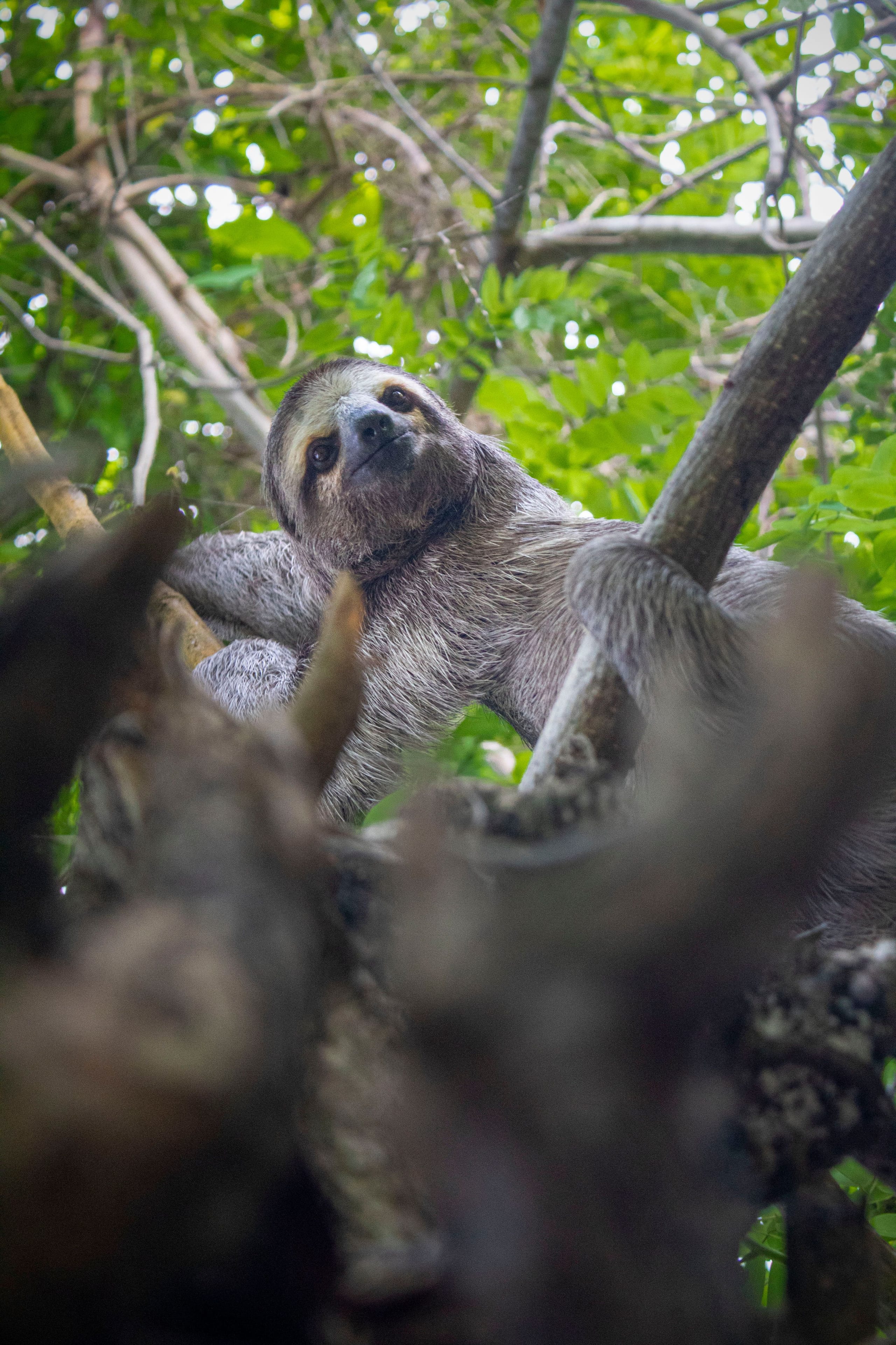 Perezoso (oso perezoso) en un santuario del Pacífico Central