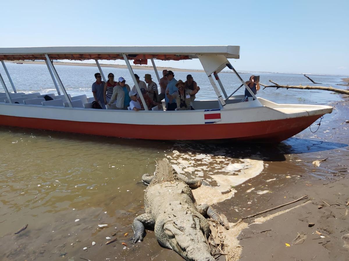 Foto de portada: Shore excursion: cocodrilos, Carara y jardín de mariposas